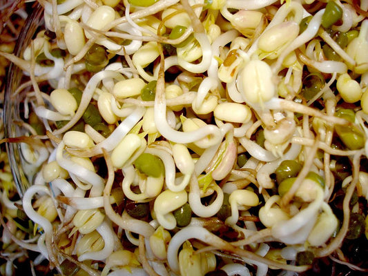 Growing Mung Bean Sprouts